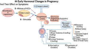متى تبدأ أعراض الحمل بالظهور قبل الدورة: دليل شامل للعلامات المبكرة 5 متى تبدأ أعراض الحمل بالظهور قبل الدورة: دليل شامل للعلامات المبكرة