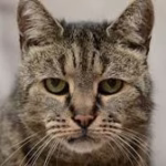 طبيب أردني: خدش قطة كاد أن يدمّر طفلة.. والتشخيص أنقذها بـ5 دنانير - صور