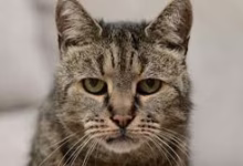 طبيب أردني: خدش قطة كاد أن يدمّر طفلة.. والتشخيص أنقذها بـ5 دنانير - صور